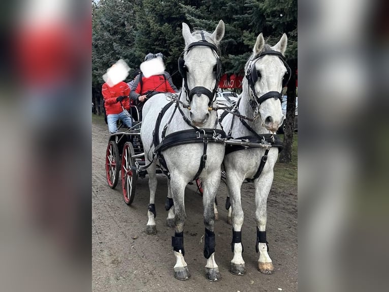 Lipizzaner Gelding 8 years 16 hh Grey in Tass