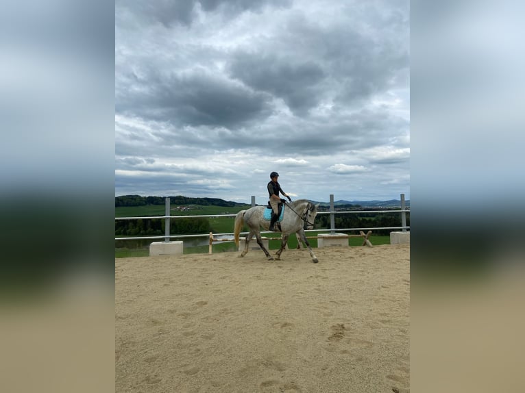 Lipizzaner Gelding 8 years 16,2 hh Grey-Dapple in Mattsee