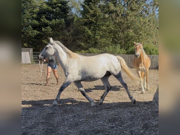 Lipizzaner Mix Gelding 9 years 14.2 hh Grey-Dapple in Blankenheim