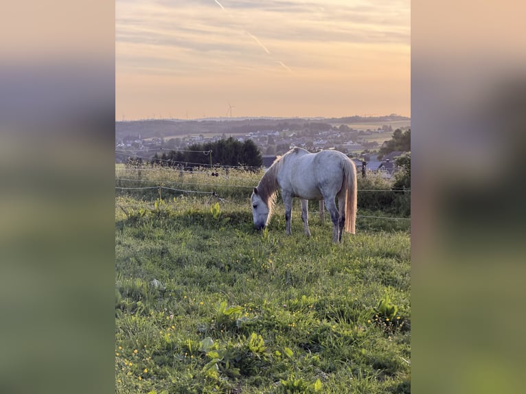 Lipizzaner Mix Gelding 9 years 14.2 hh Grey-Dapple in Blankenheim