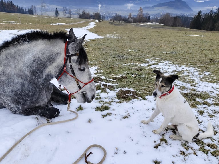 Lipizzaner Mix Gelding 9 years 15.1 hh Grey-Dapple in Irdning