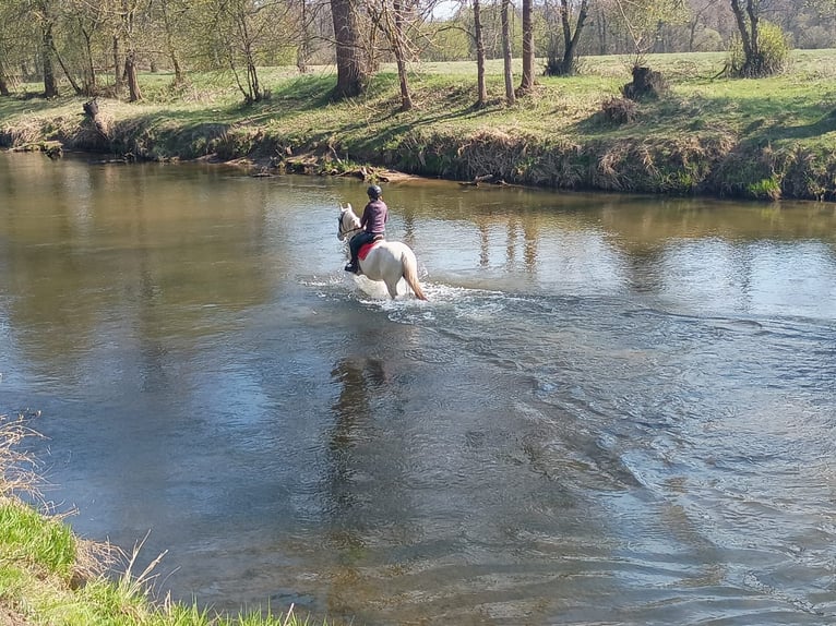 Lipizzaner Gelding 9 years 15.2 hh Grey in Görlitz
