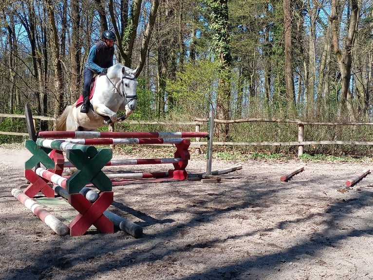 Lipizzaner Gelding 9 years 15,2 hh Grey in Gorlitz