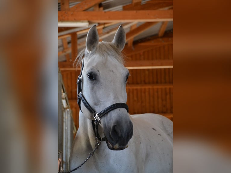 Lipizzaner Mix Gelding 9 years 15,2 hh Grey-Fleabitten in Wessobrunn