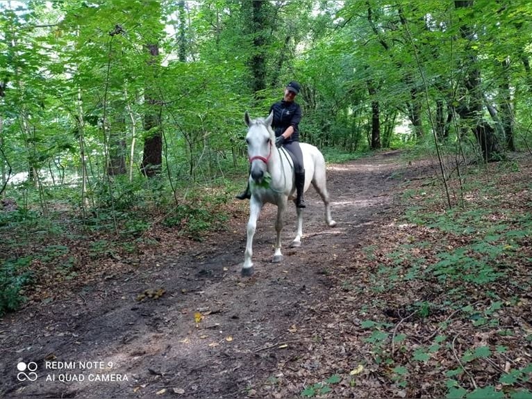 Lipizzaner Gelding 9 years 15,2 hh Grey in Görlitz