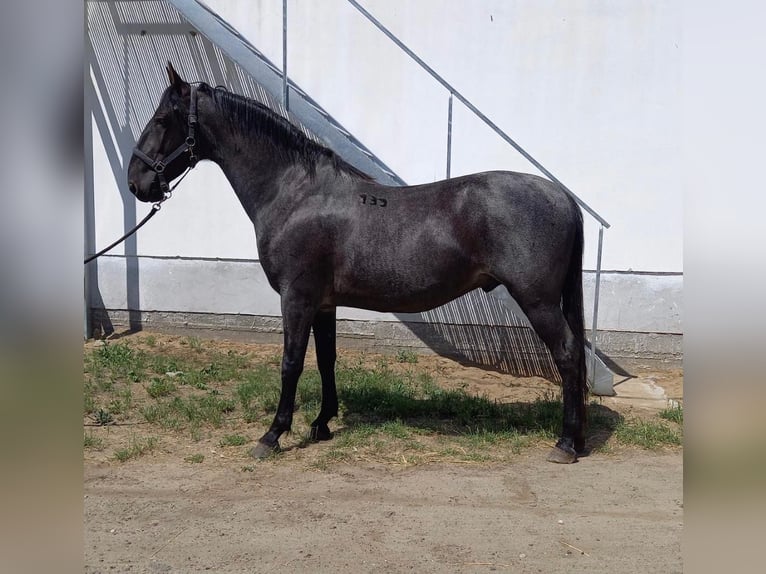 Lipizzaner Gelding 9 years 16 hh Gray in Nagykáta