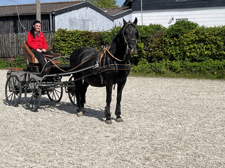 Lipizzaner Hengst 17 Jaar 156 cm Zwart in Schleiden