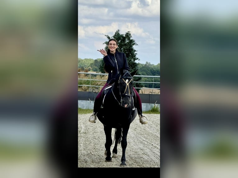 Lipizzaner Hengst 17 Jaar 156 cm Zwart in Schleiden