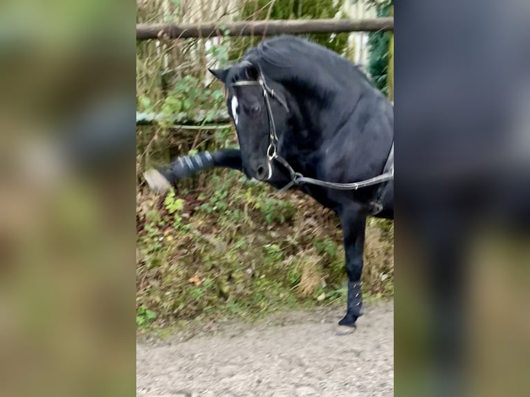 Lipizzaner Hengst 17 Jaar 156 cm Zwart in Schleiden