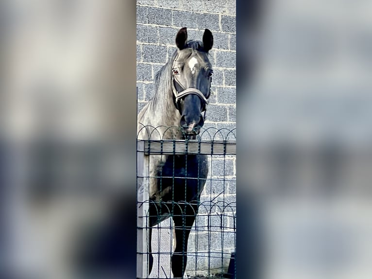 Lipizzaner Hengst 17 Jahre 156 cm Rappe in Schleiden