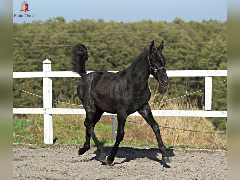 Lipizzaner Hengst 1 Jaar 155 cm Schimmel in Trnovska vas