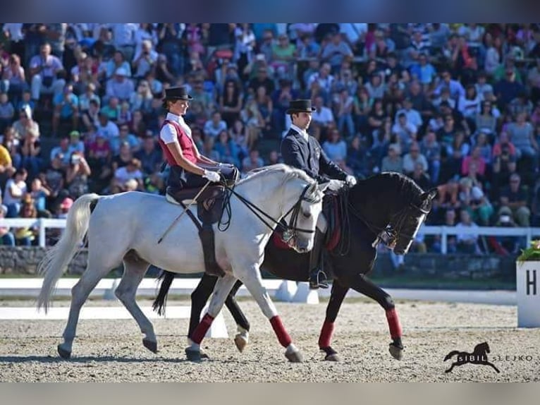 Lipizzaner Hengst 1 Jaar 157 cm Schimmel in Trnovska vas