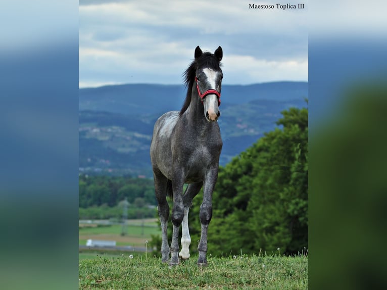 Lipizzaner Hengst 1 Jaar 160 cm Appelschimmel in Slovenske Konjice