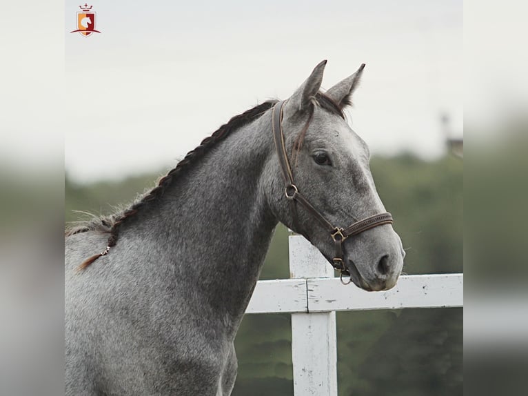 Lipizzaner Hengst 1 Jaar 160 cm Schimmel in Trnovska Vas