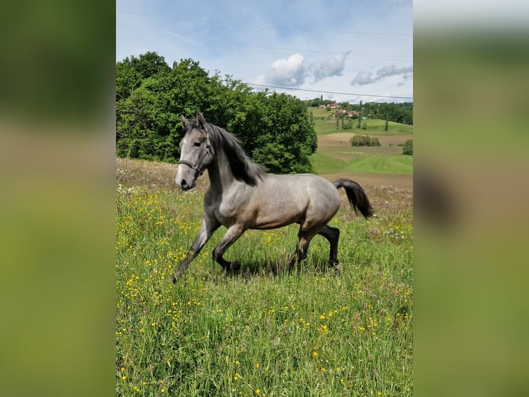 Lipizzaner Hengst 1 Jahr 145 cm Schimmel in Jurovski Dol