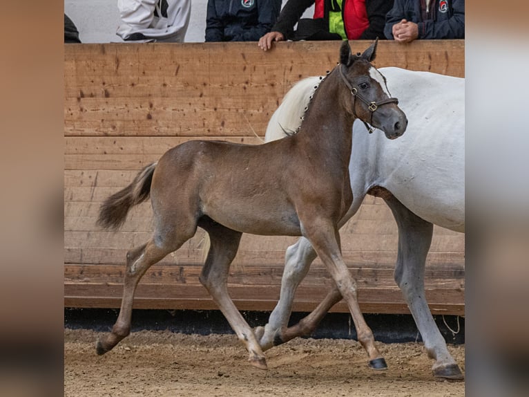 Lipizzaner Hengst 1 Jahr 157 cm Schimmel in Trnovska vas