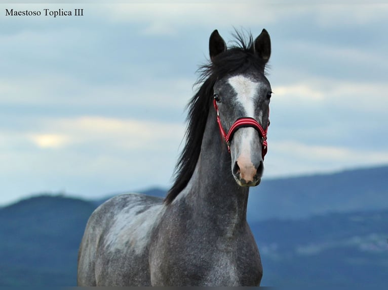 Lipizzaner Hengst 1 Jahr 160 cm Apfelschimmel in Slovenske Konjice