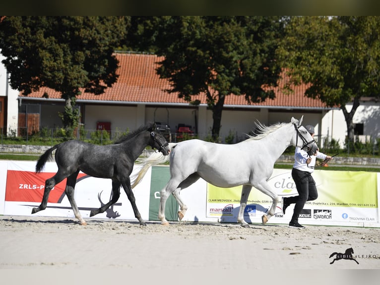 Lipizzaner Hengst 1 Jahr 160 cm Schimmel in Slovenske Konjice