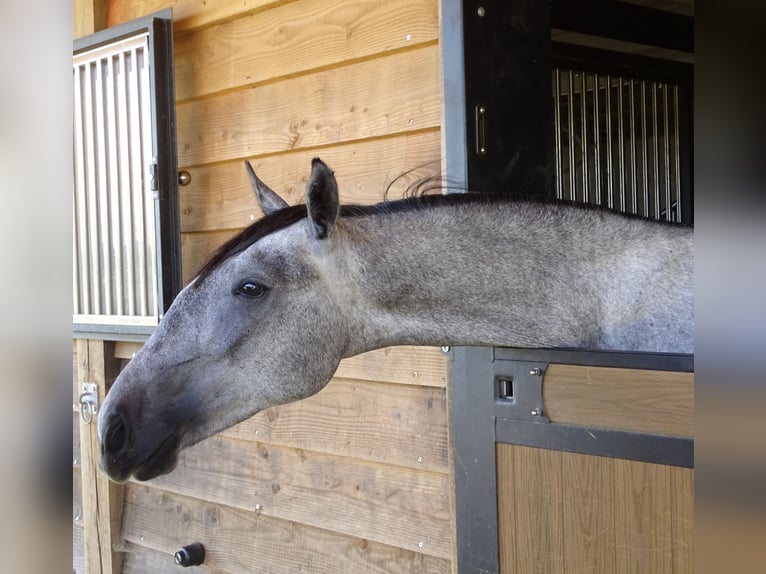 Lipizzaner Hengst 2 Jaar 150 cm Zwartschimmel in Meulebeke