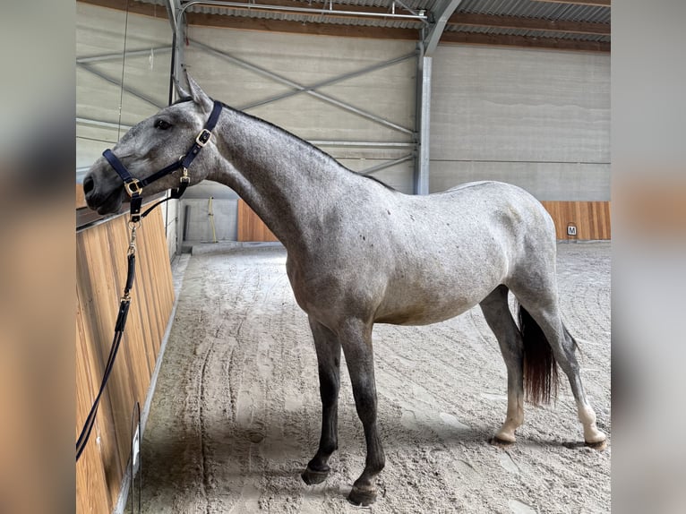 Lipizzaner Hengst 2 Jaar 150 cm Zwartschimmel in Meulebeke