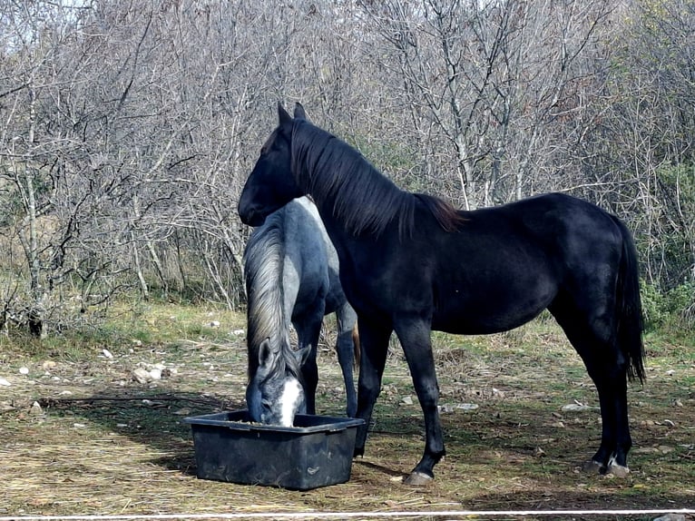 Lipizzaner Hengst 2 Jaar 151 cm Zwart in Kozina