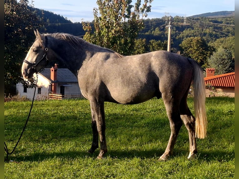 Lipizzaner Hengst 2 Jaar 153 cm Appelschimmel in Vremski Britof Lipizzaner Hengst 2 Jaar 153 cm Appelschimmel in Vremski Britof