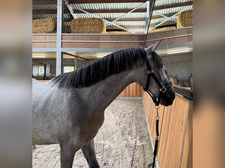 Lipizzaner Hengst 2 Jahre 150 cm Rappschimmel in Meulebeke