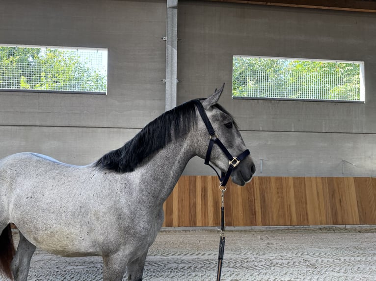 Lipizzaner Hengst 2 Jahre 150 cm Rappschimmel in Meulebeke