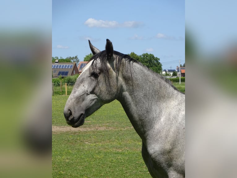 Lipizzaner Hengst 2 Jahre 150 cm Rappschimmel in Meulebeke