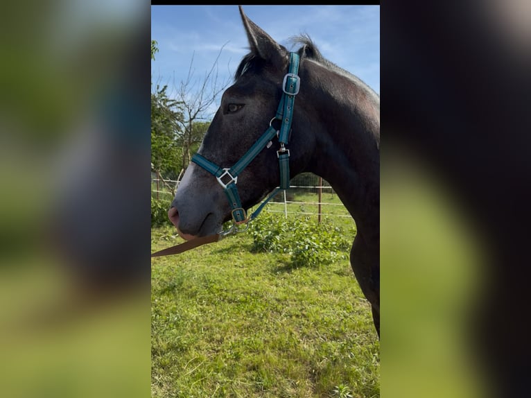 Lipizzaner Mix Hengst 2 Jahre 155 cm Rappschimmel in Rechnitz