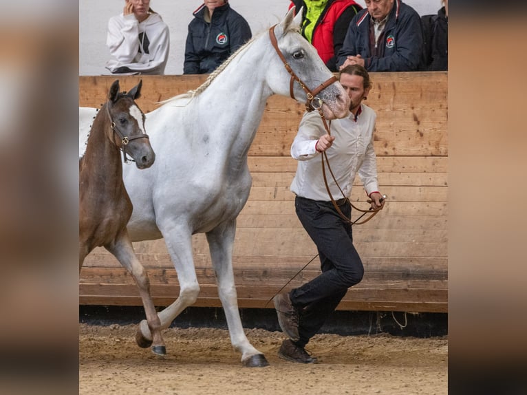 Lipizzaner Hengst 2 Jahre 157 cm Schimmel in Trnovska vas