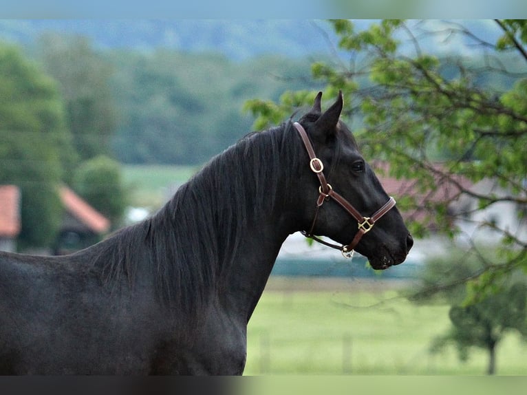 Lipizzaner Hengst 2 Jahre 159 cm Rappe in Trnovska Vas