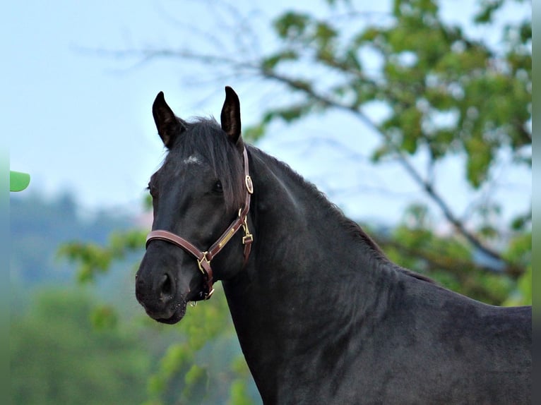 Lipizzaner Hengst 2 Jahre 159 cm Rappe in Trnovska Vas
