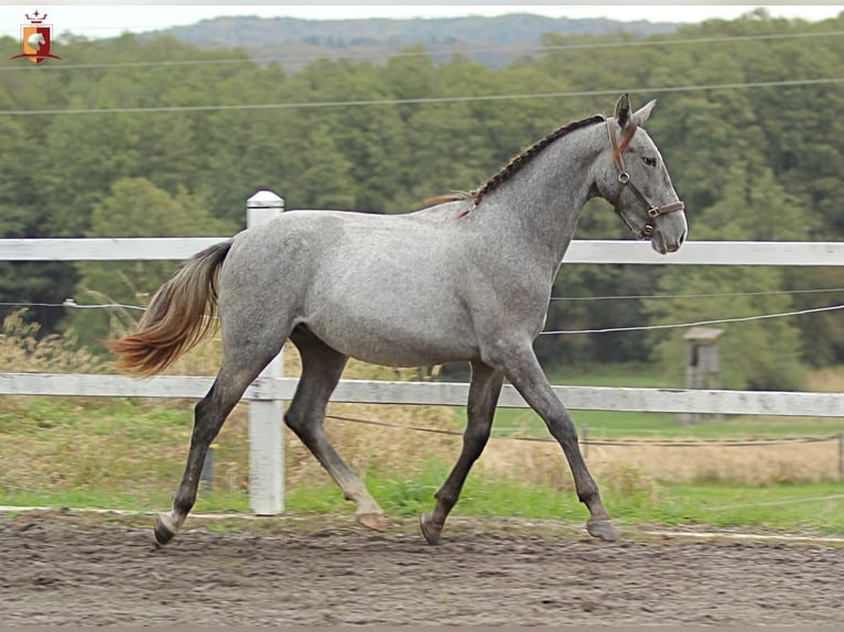 Lipizzaner Hengst 2 Jahre 160 cm Schimmel in Trnovska Vas