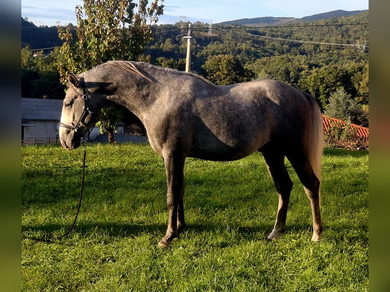 Lipizzaner Hengst 3 Jaar 153 cm Appelschimmel in Vremski Britof