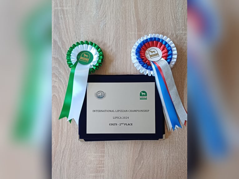 Lipizzaner Hengst 3 Jaar 153 cm Schimmel in Vremski Britof