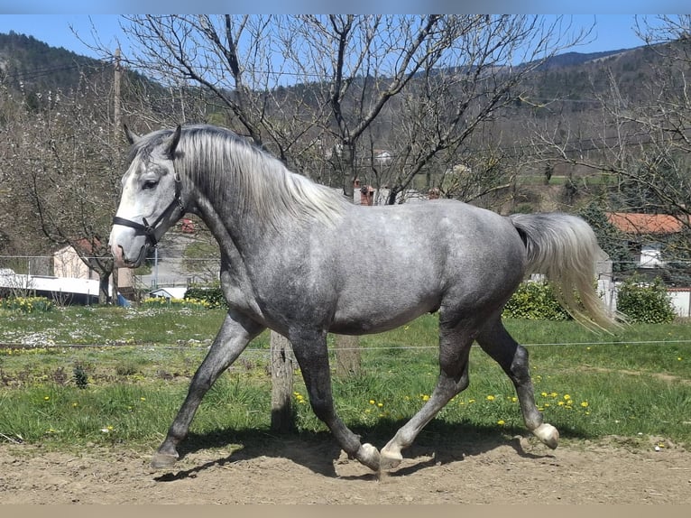 Lipizzaner Hengst 3 Jaar 155 cm Schimmel in Vremski Britof