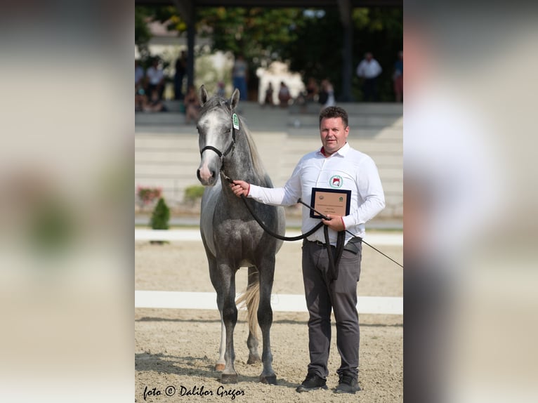 Lipizzaner Hengst 3 Jaar 158 cm Schimmel in Sodražica