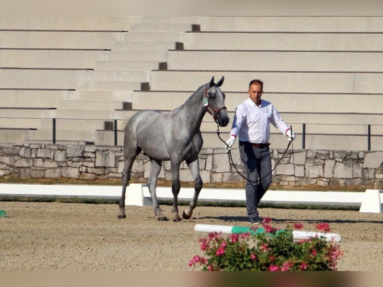 Lipizzaner Hengst 3 Jaar 160 cm Schimmel in Radovljica