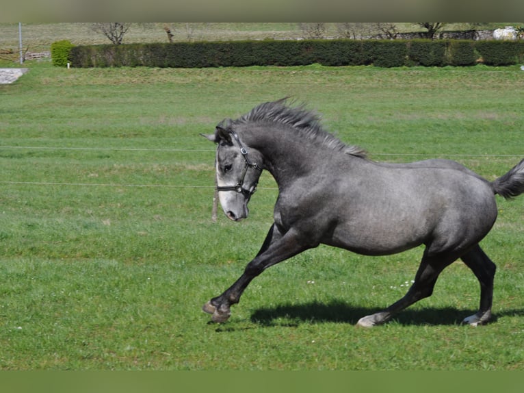 Lipizzaner Hengst 3 Jahre 153 cm Apfelschimmel in Vremski Britof
