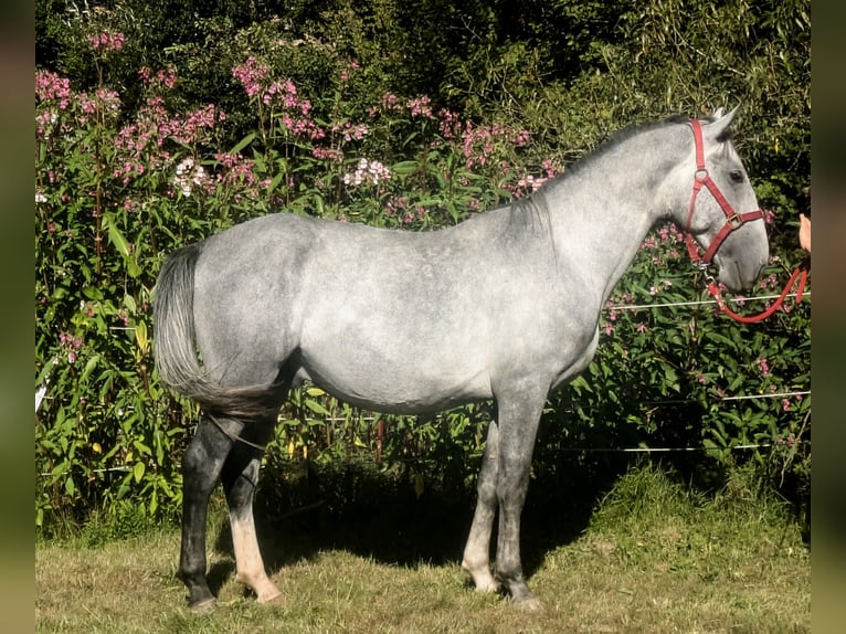 Lipizzaner Hengst 3 Jahre 153 cm Schimmel in Zenting