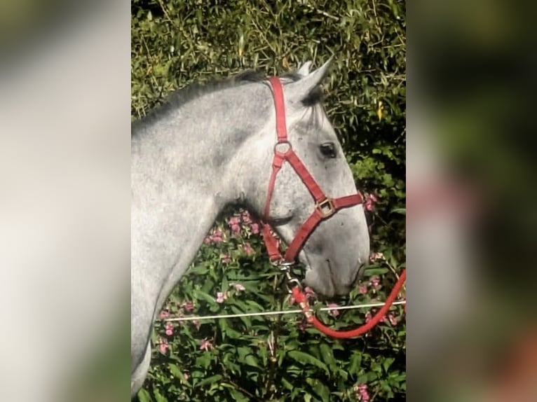 Lipizzaner Hengst 3 Jahre 153 cm Schimmel in Zenting