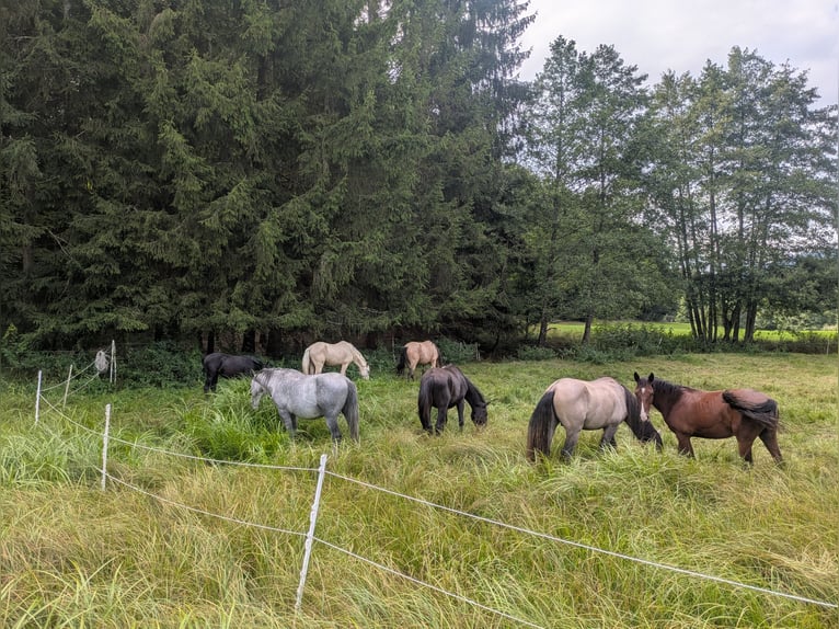 Lipizzaner Hengst 3 Jahre 153 cm Schimmel in Zenting