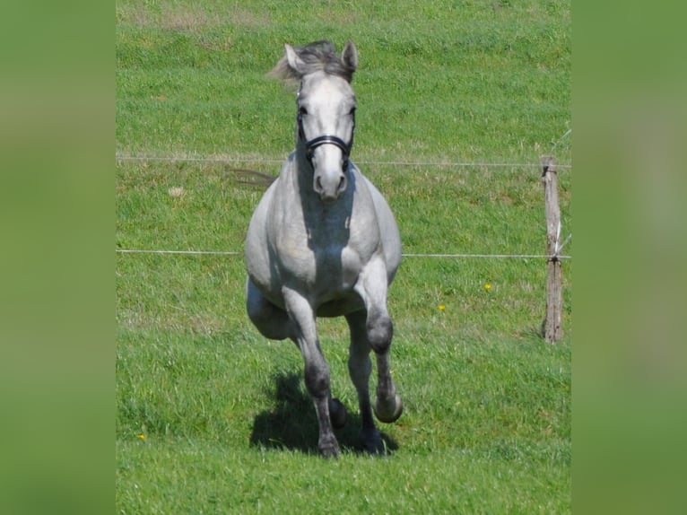 Lipizzaner Hengst 3 Jahre 153 cm Schimmel in Vremski Britof