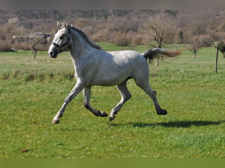 Lipizzaner Hengst 3 Jahre 153 cm Schimmel in Vremski Britof