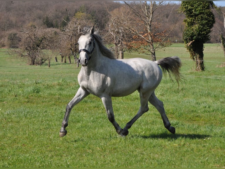 Lipizzaner Hengst 3 Jahre 153 cm Schimmel in Vremski Britof
