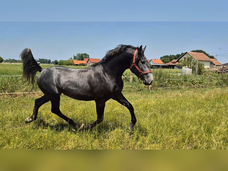 Lipizzaner Hengst 3 Jahre 156 cm Schimmel in Strizivojna