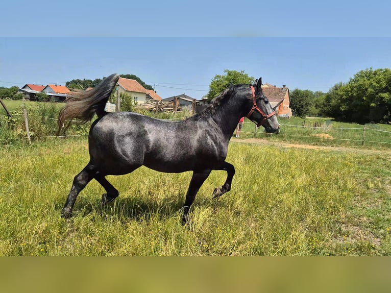 Lipizzaner Hengst 3 Jahre 156 cm Schimmel in Strizivojna