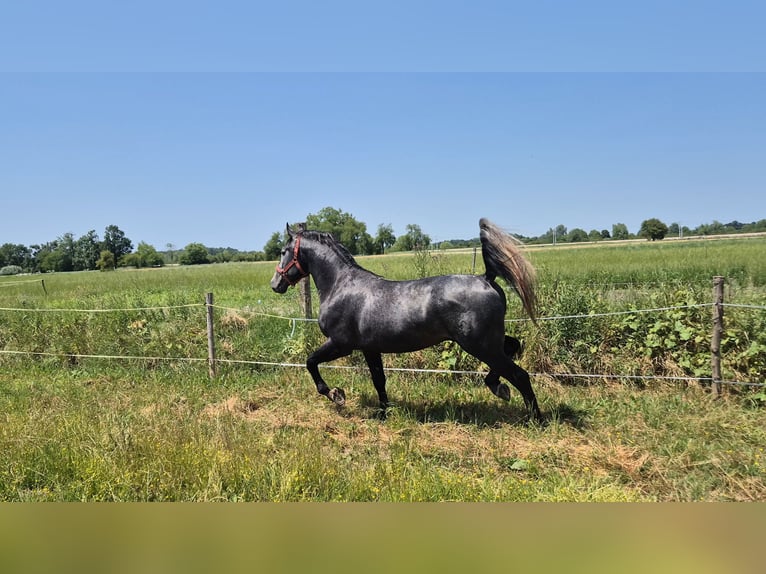 Lipizzaner Hengst 3 Jahre 156 cm Schimmel in Strizivojna