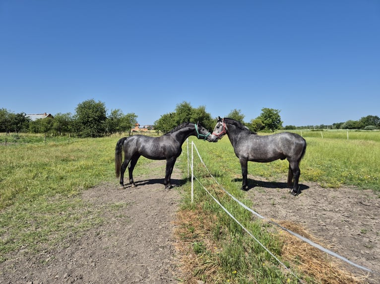 Lipizzaner Hengst 3 Jahre 156 cm Schimmel in Strizivojna